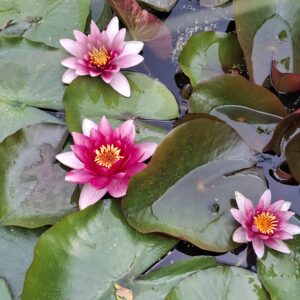Waterlelie